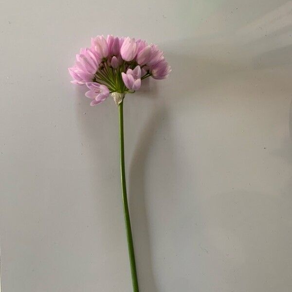 Allium roseum Flor