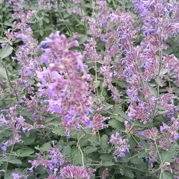 Nepeta racemosa Flor