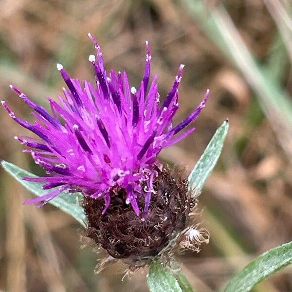 Centaurea nigra Flower