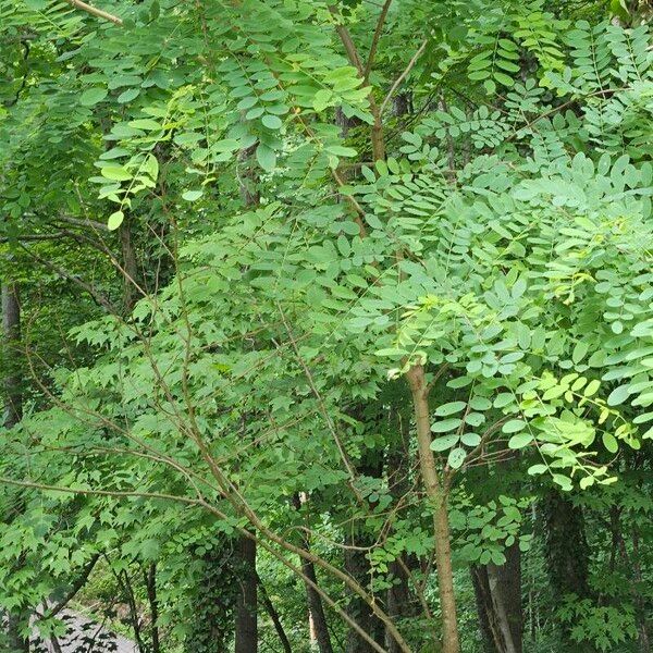 Robinia pseudoacacia 葉