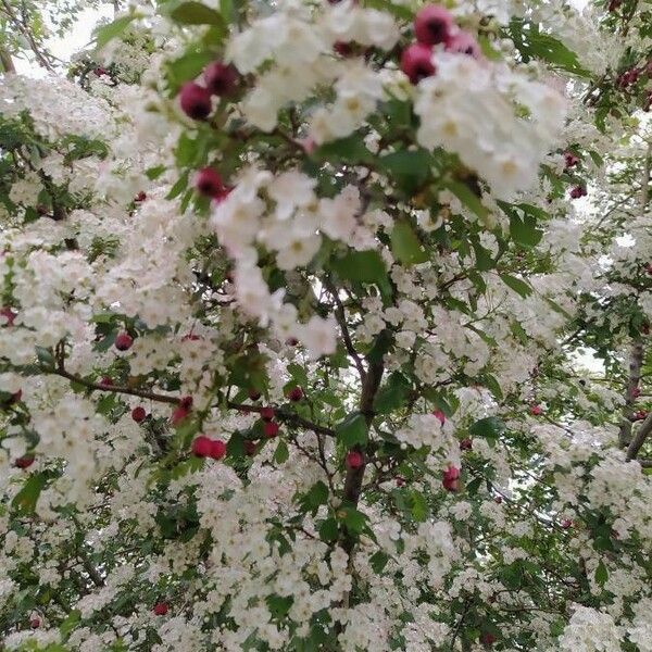 Crataegus laciniata Плод