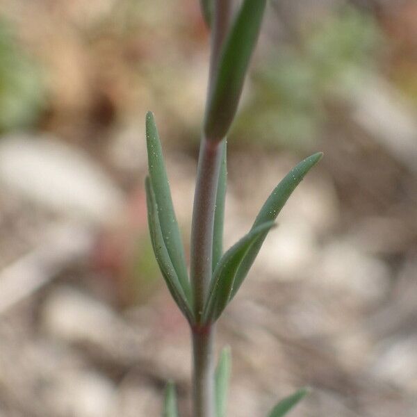 Linaria simplex Лист