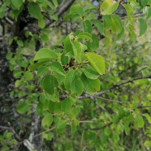 Prunus mahaleb Alkat (teljes növény)