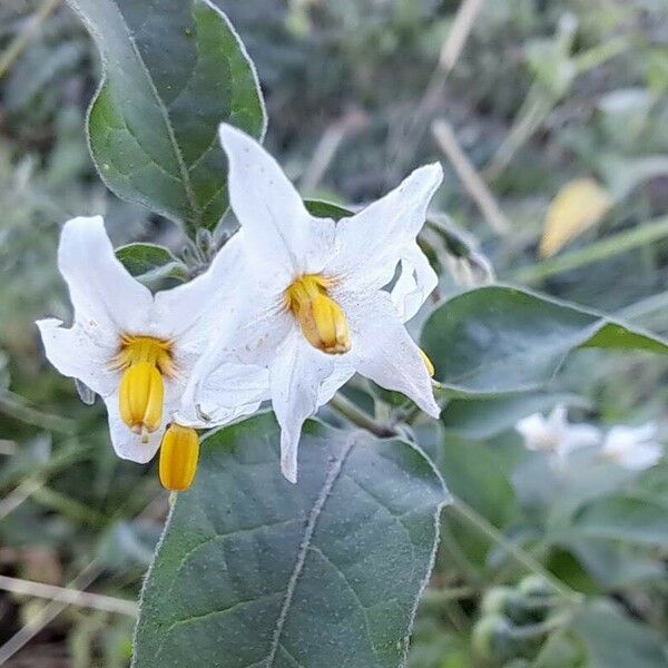 Solanum chenopodioides Blomma