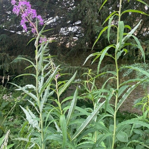 Epilobium angustifolium Frunză