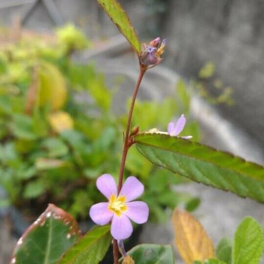 Melochia pyramidata Flower