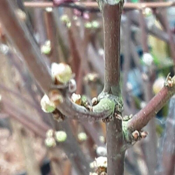 Prunus tomentosa Fleur