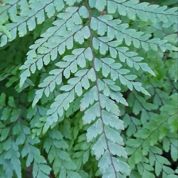 Adiantum formosum Blad