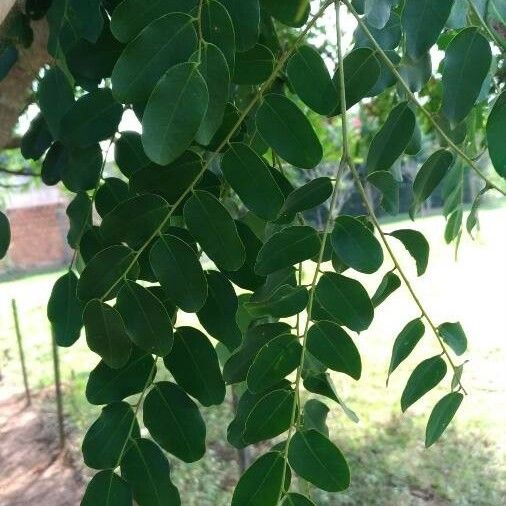 Adenanthera pavonina Levél