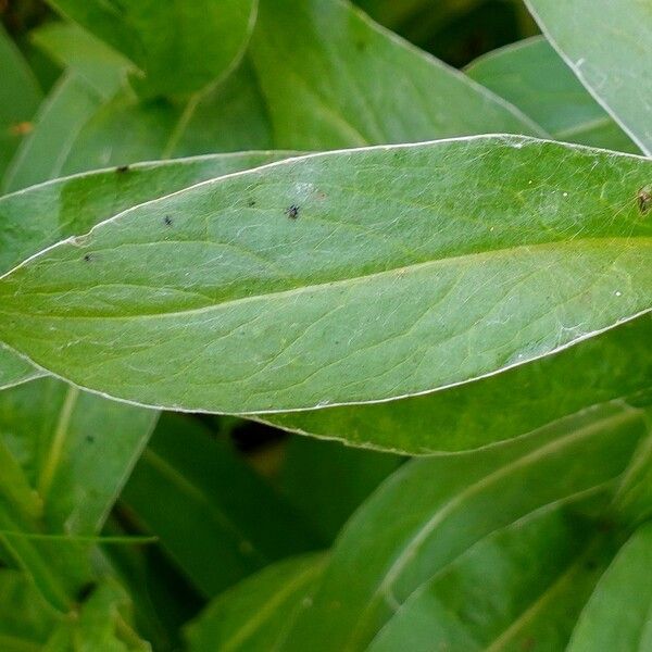 Centaurea montana Leaf