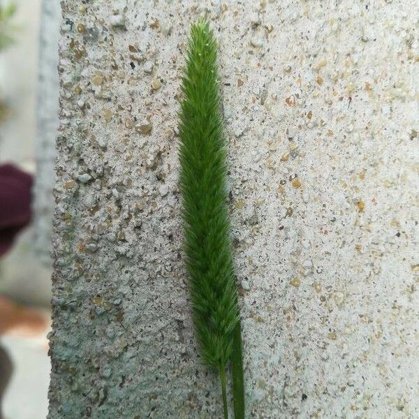 Phleum phleoides Flower