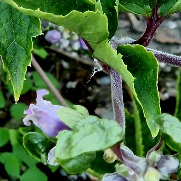 Clematis heracleifolia Leaf