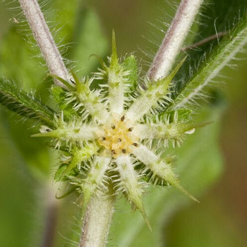 Acanthospermum hispidum Flower