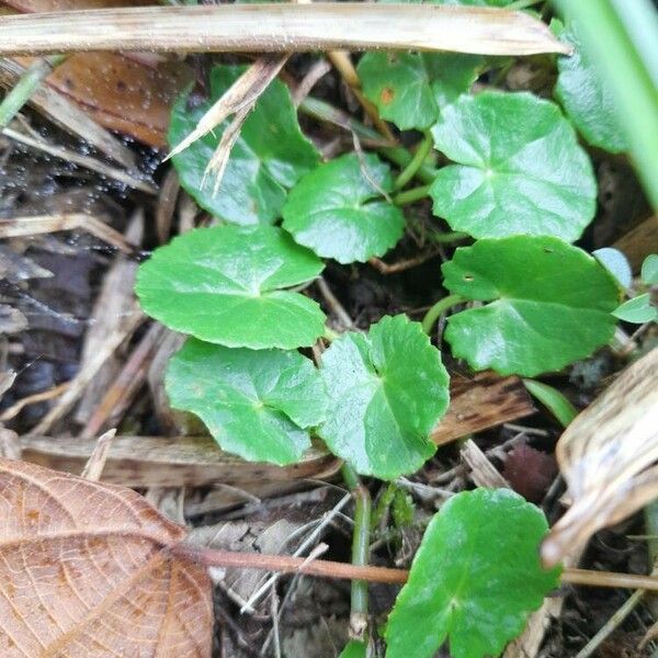 Centella erecta Blatt