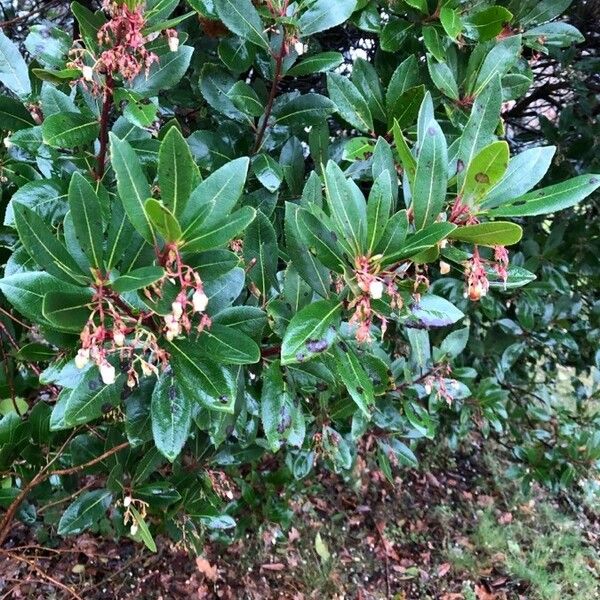 Arbutus unedo برگ