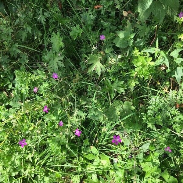 Geranium palustre Habit