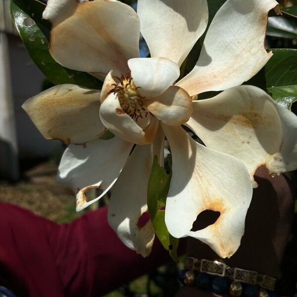 Magnolia virginiana Квітка