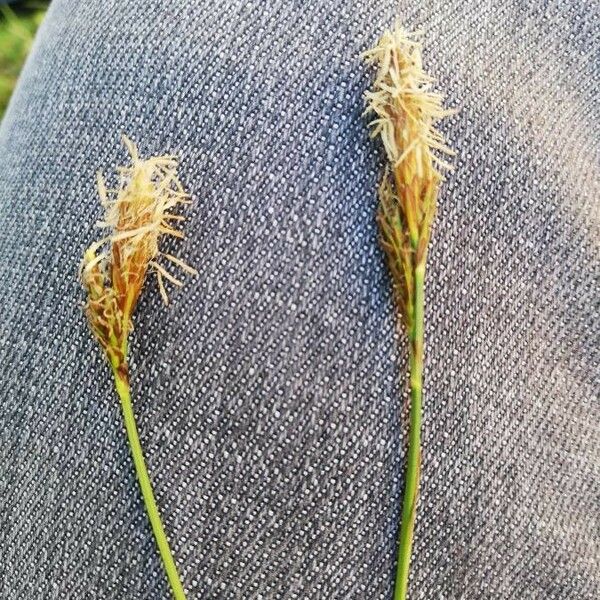 Carex vaginata Flors