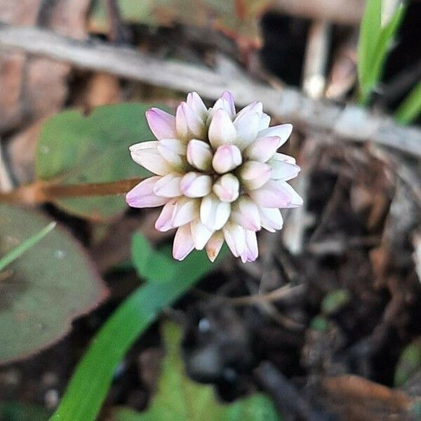 Persicaria capitata Flor