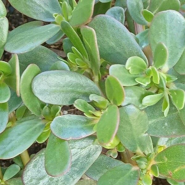 Portulaca oleracea Leaf