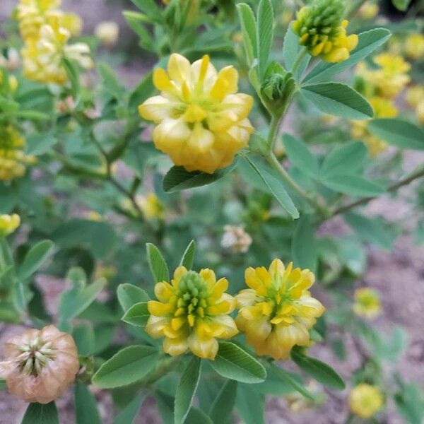 Trifolium aureum Кветка