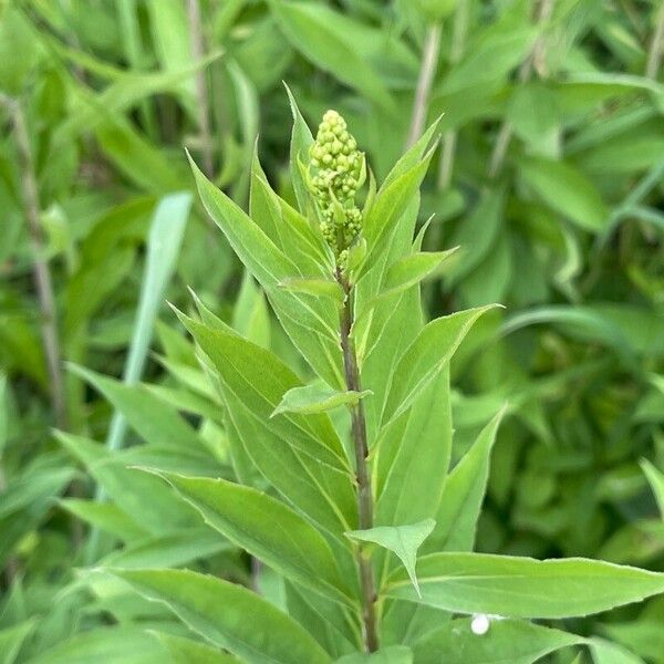 Solidago gigantea Fleur