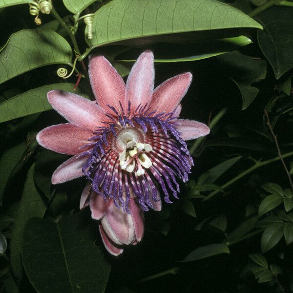 Passiflora laurifolia Flower