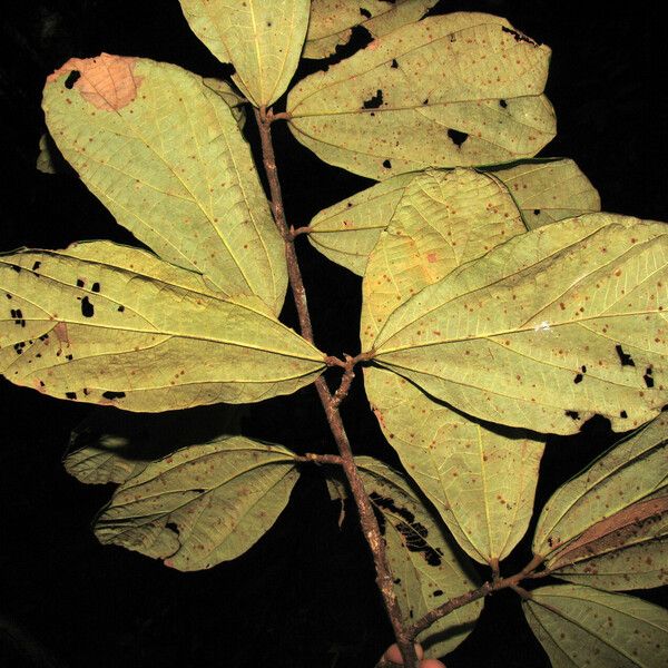 Lueheopsis rugosa Liść