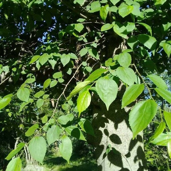 Celtis occidentalis 葉