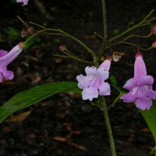 Tanaecium pyramidatum Flors