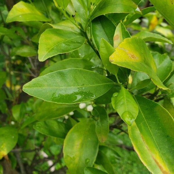 Citrus × aurantium Leaf