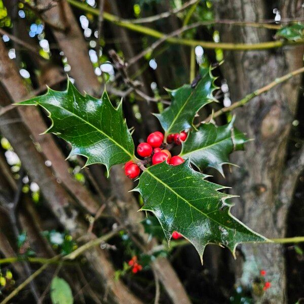 Ilex aquifolium Лист