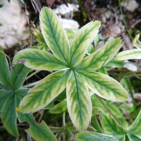 Potentilla alchemilloides Drugo