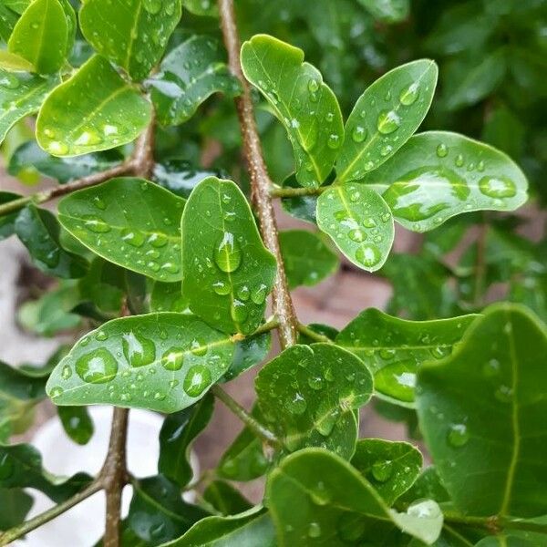 Malpighia glabra Blad