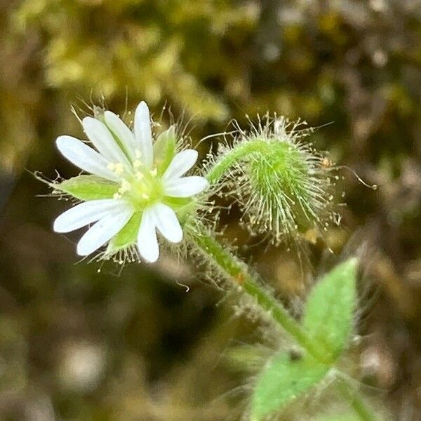 Cerastium brachypetalum Кветка