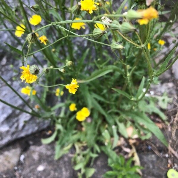 Crepis capillaris Leaf