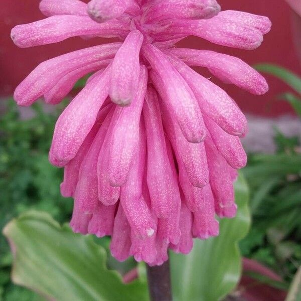 Veltheimia bracteata Blomst