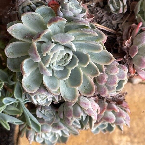 Echeveria elegans Fulla