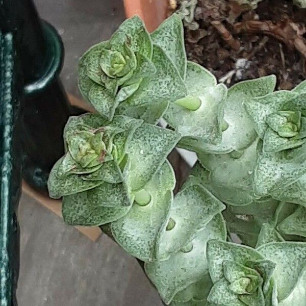 Crassula perforata Leaf