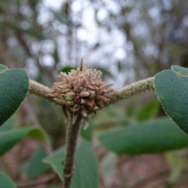 Viburnum buddleifolium Cvet