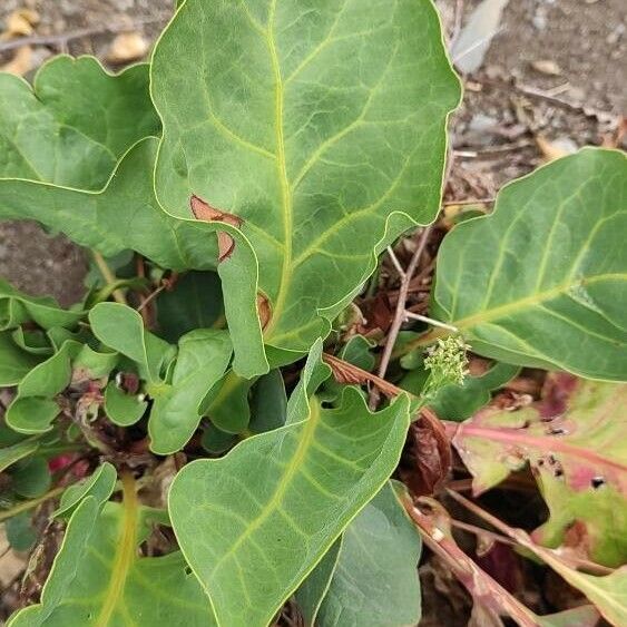 Limonium brassicifolium Blad