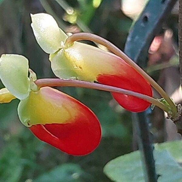 Impatiens niamniamensis Flower