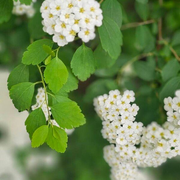 Spiraea chamaedryfolia പുഷ്പം