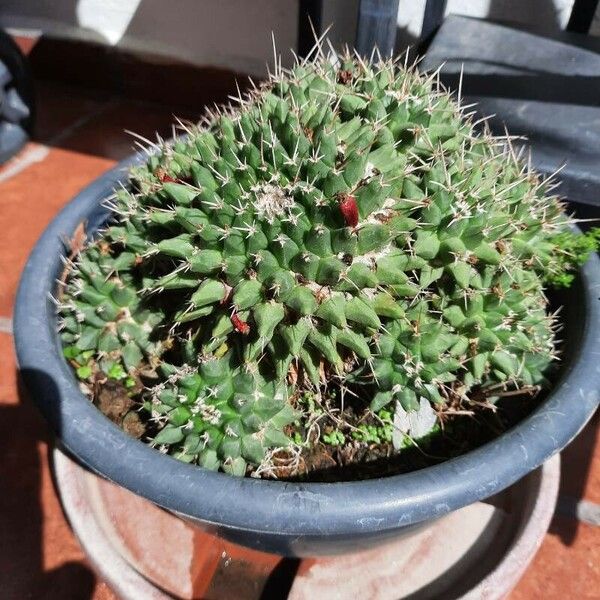 Mammillaria compressa Feuille