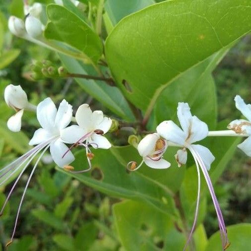 Volkameria inermis Квітка