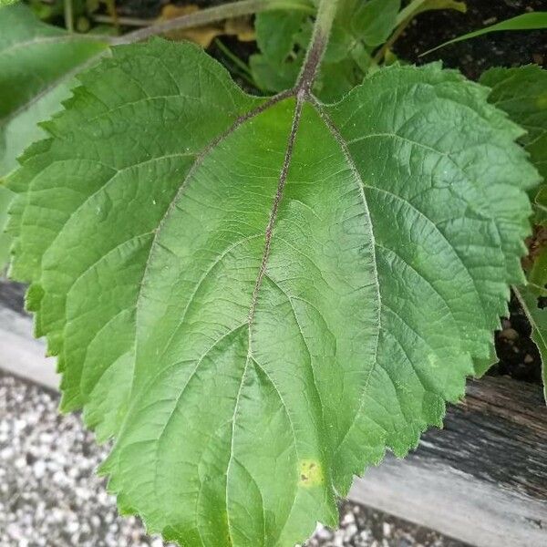 Carthamus tinctorius Leaf