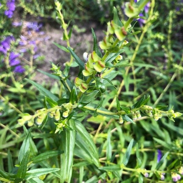 Scutellaria hastifolia Deilen