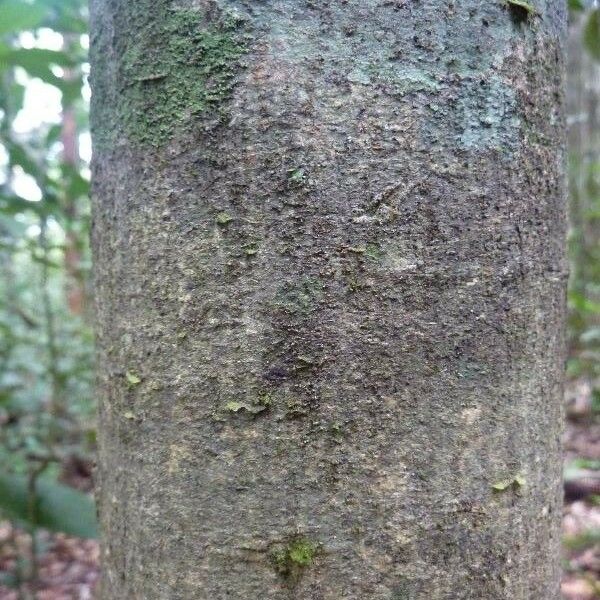 Pseudopiptadenia suaveolens Bark