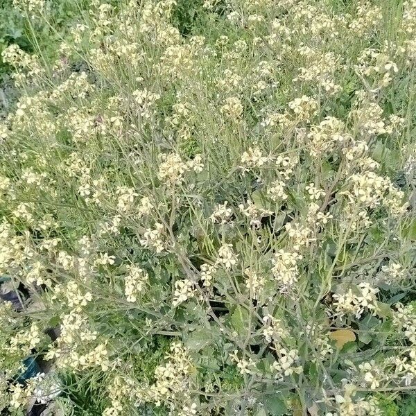 Rhamphospermum nigrum Flower