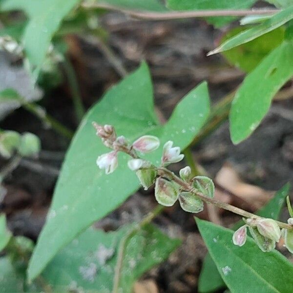 Fallopia convolvulus Õis